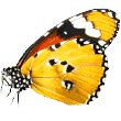 https://www.hellopetsinc.com/wp-content/uploads/2019/08/butterfly.png