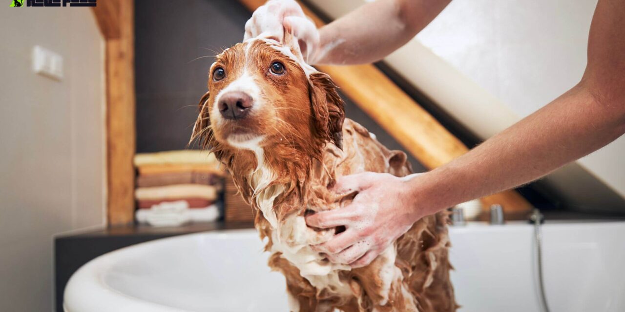 Bathing Your Dog: Dos and Don’ts