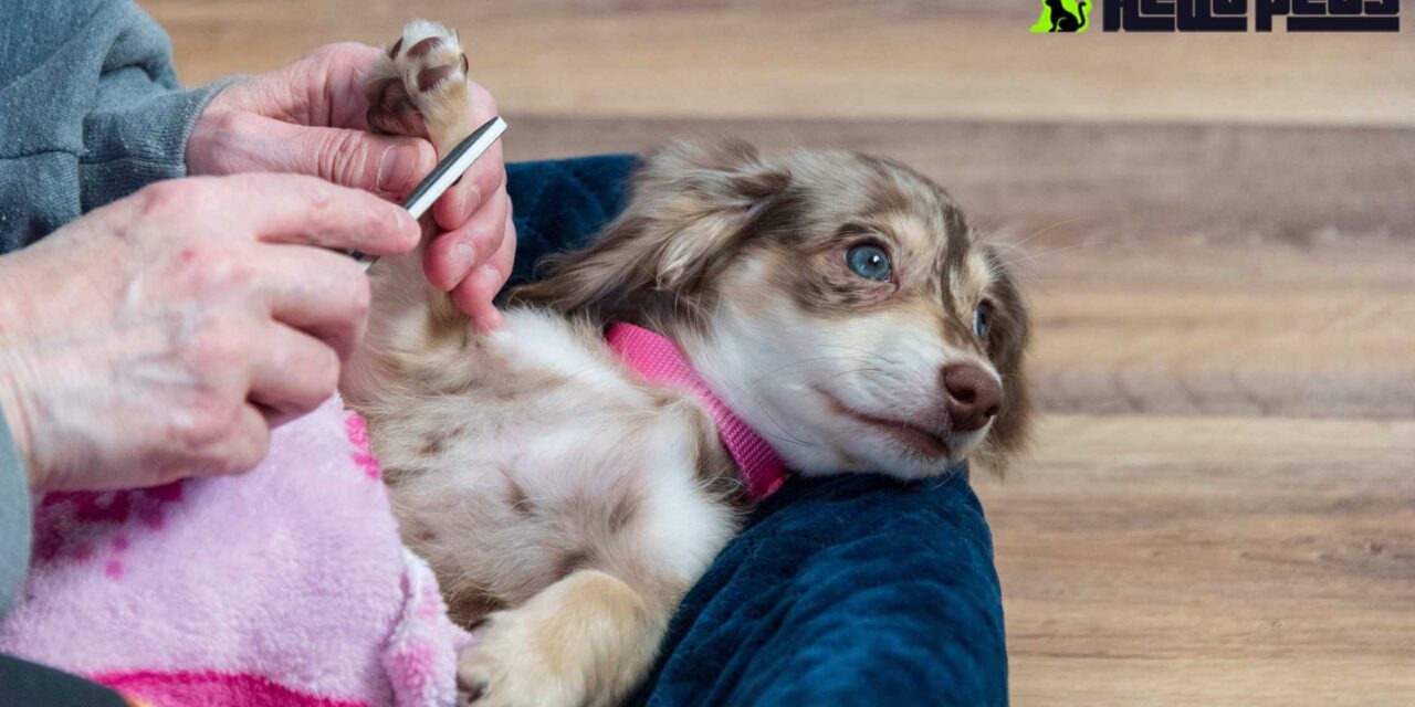 Top 5 Reasons to Include Nail Trimming in Your Dog’s Grooming Routine