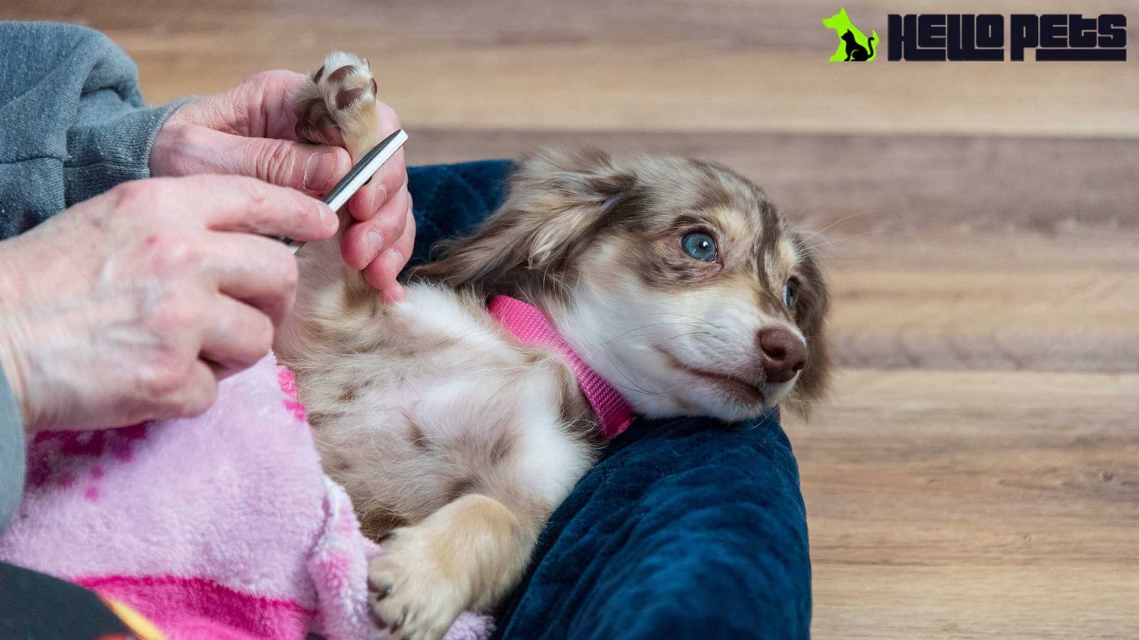 5 Reasons Why Nail Trimming Is Important For Your Dog Grooming