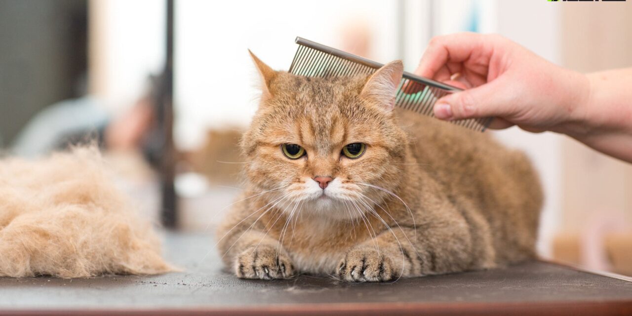Cat Grooming in Markham