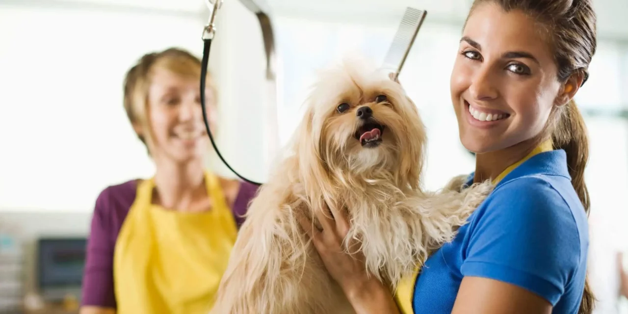 Professional Dog Grooming vs. DIY: Pros and Cons to Consider
