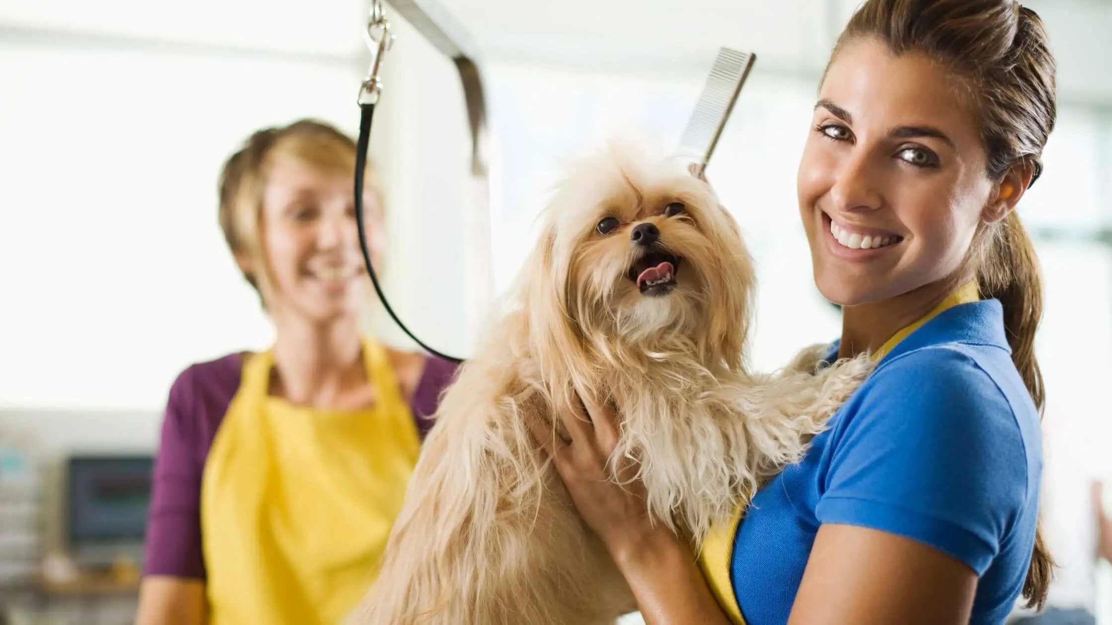 Professional Dog Grooming vs. DIY: Pros and Cons to Consider - Hello Pets  Inc.