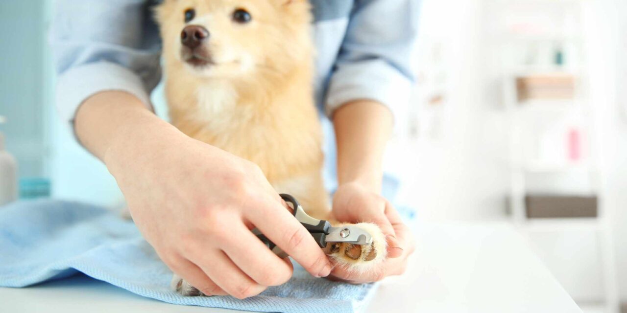 How To Trim Overgrown Dog Nails – Step By Step Guide