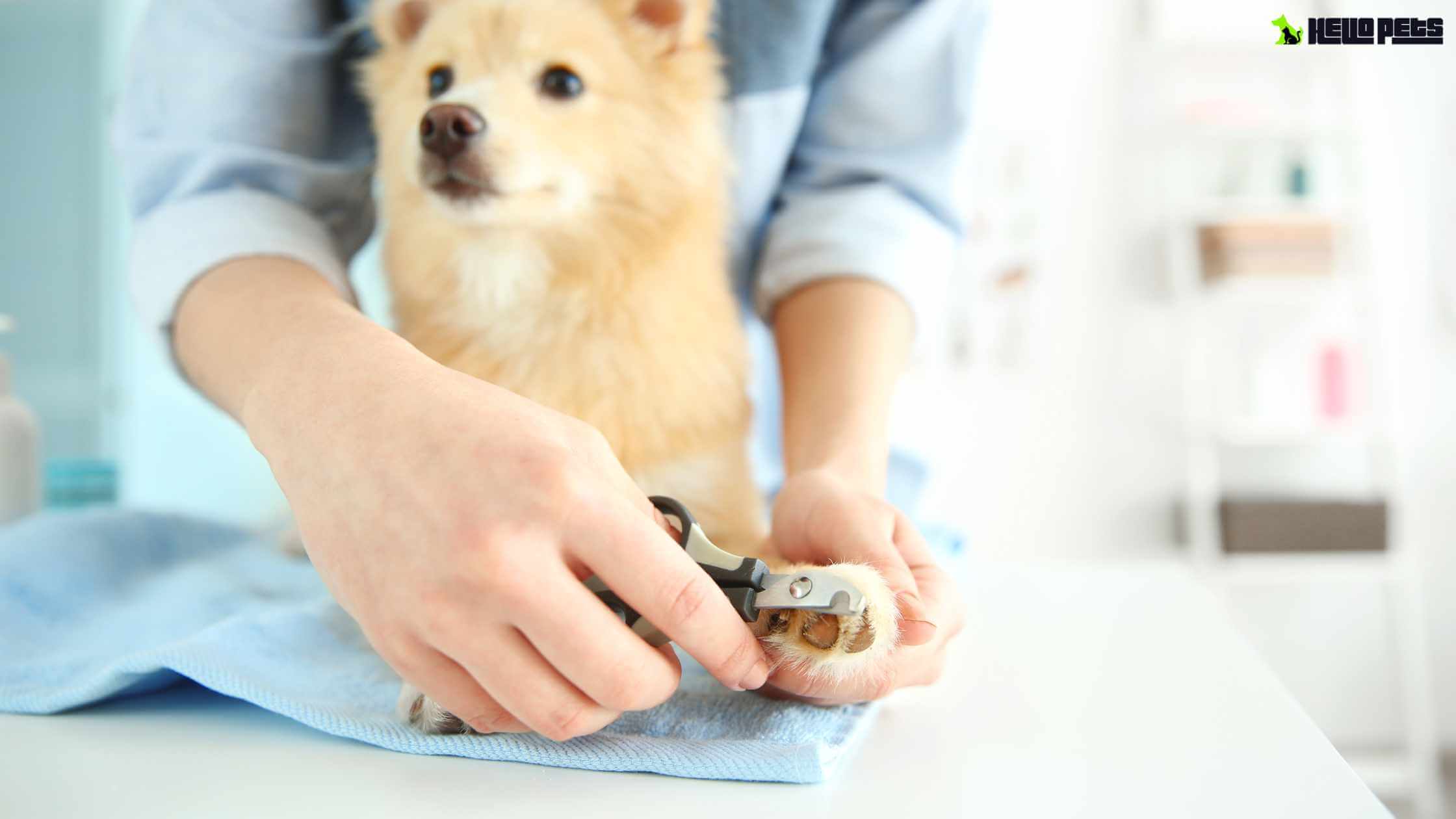 Dog Nail Grinder Electric Rechargeable Pet Nail Clippers USB Charging Low  Noise Pet Cat Paws Nail Grooming From 19,99 € | DHgate
