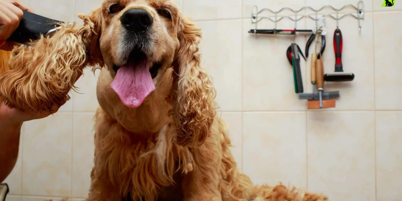 Understanding Coat Type | Breed Specific Dog Grooming Toronto