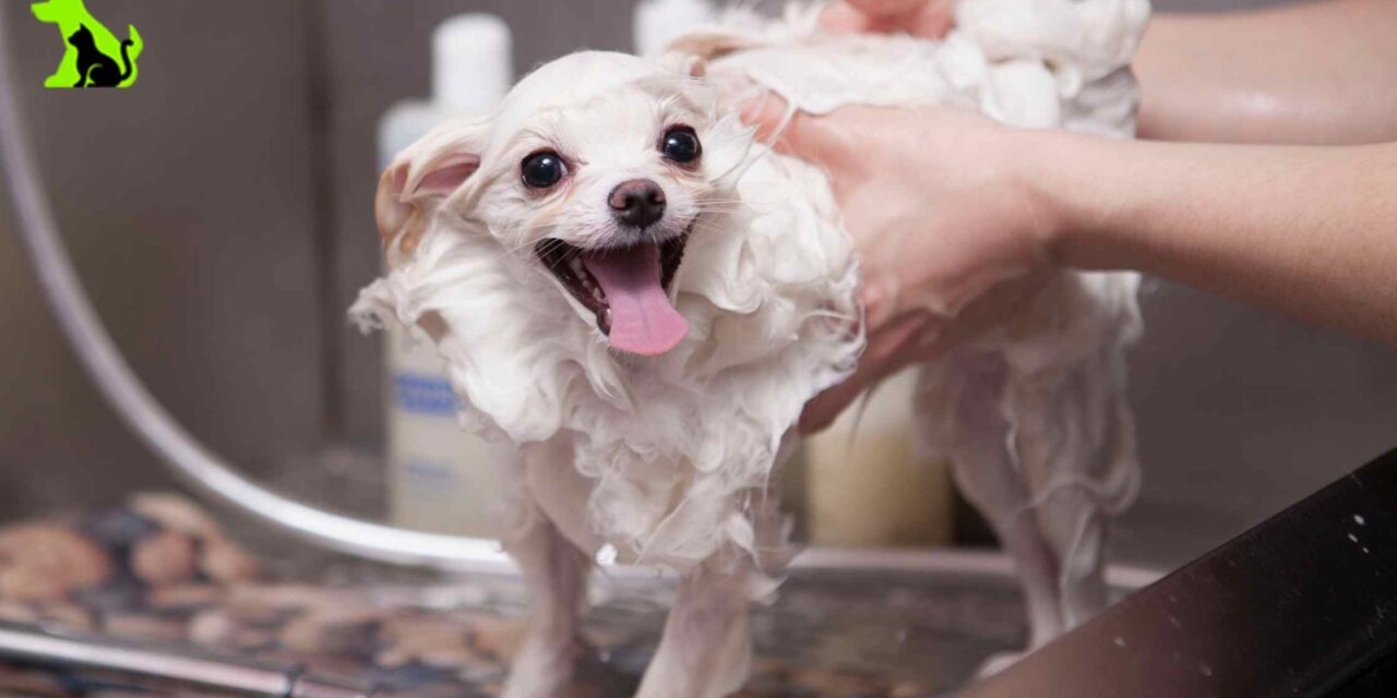 A Splash of Expertise: How to Bathe a Dog Like a Pro Groomer