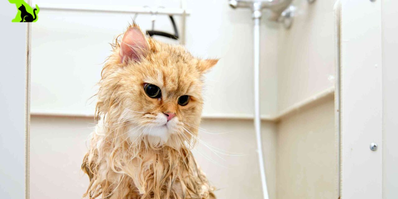 Keeping Your Cat Calm During Grooming – Cat Grooming Guide