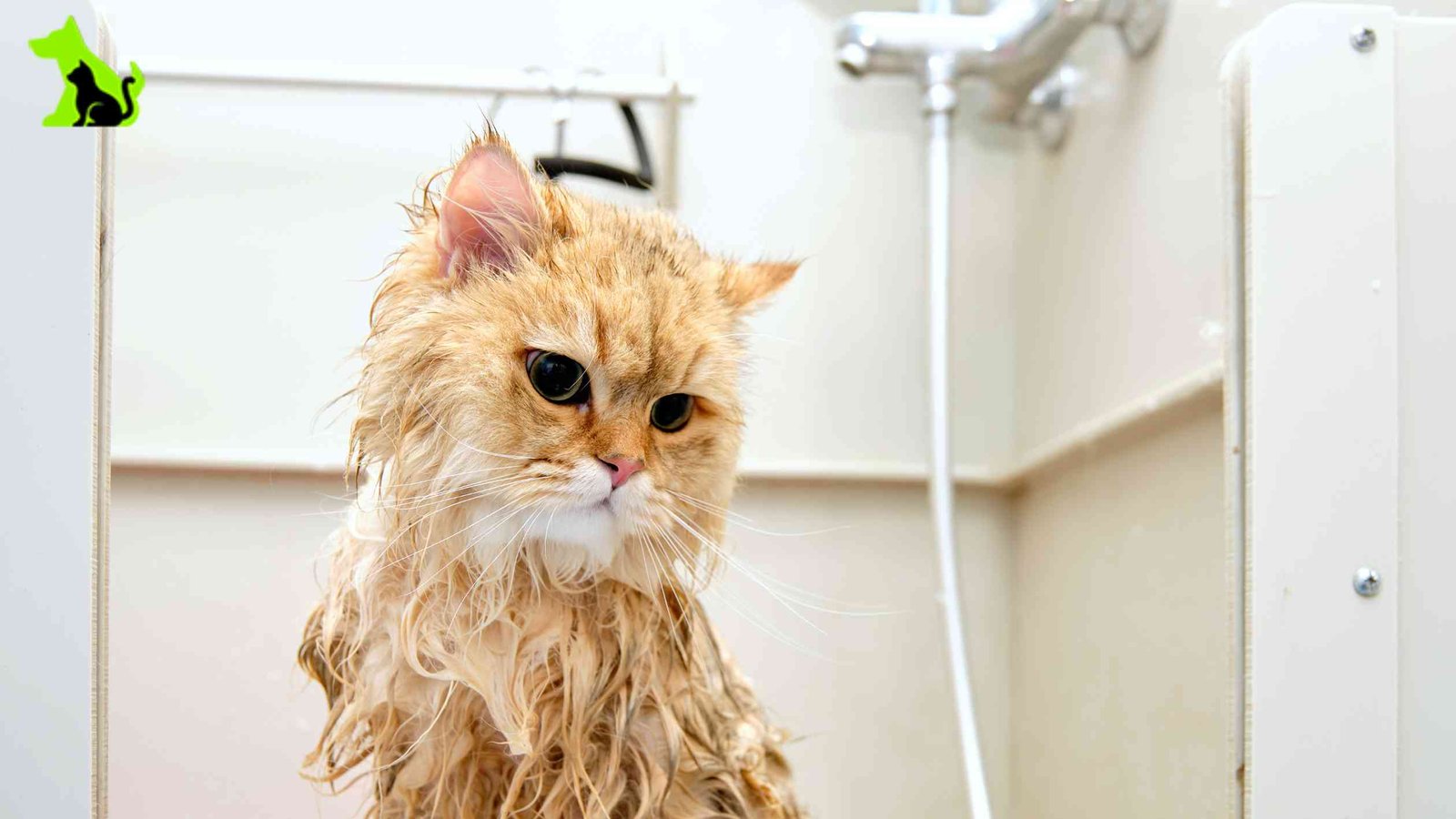 What your cat does days before it dies: a guide to understanding it in time