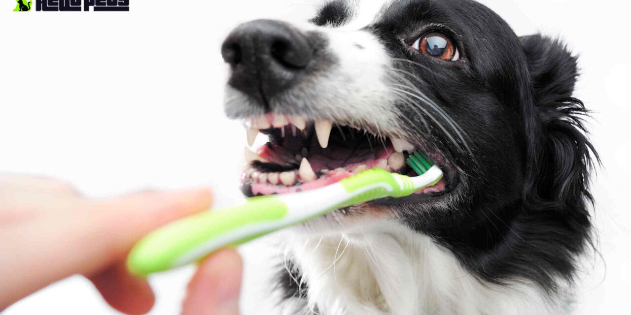 How to Brush Your Dog’s Teeth and Why It’s So Important