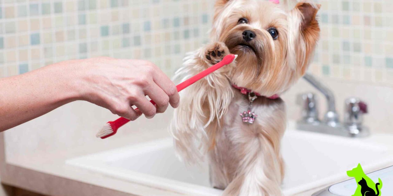 Professional vs. DIY Dog Teeth Cleaning: Pros and Cons to Consider