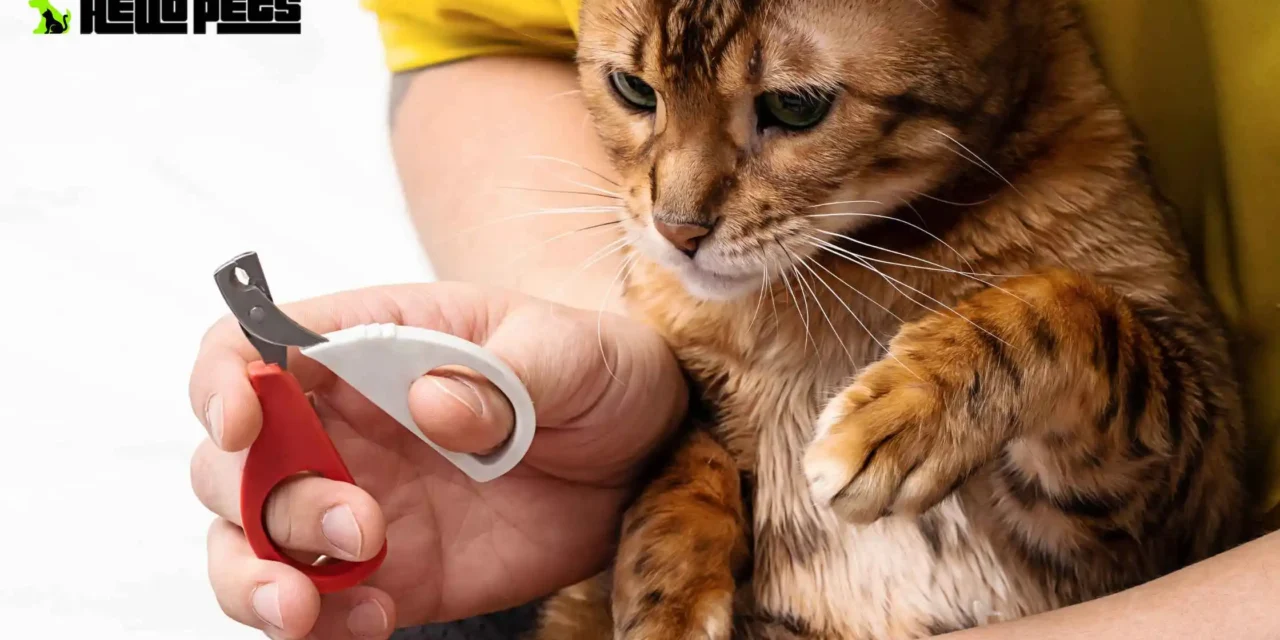 How To Cut Cat Nails – The Ultimate Guide