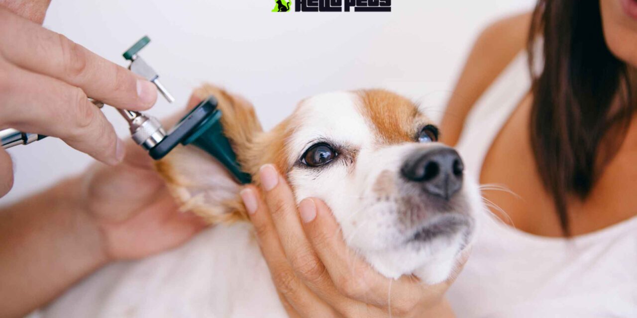 Ear Infections in Dogs: Understanding the Importance of Regular Ear Cleaning