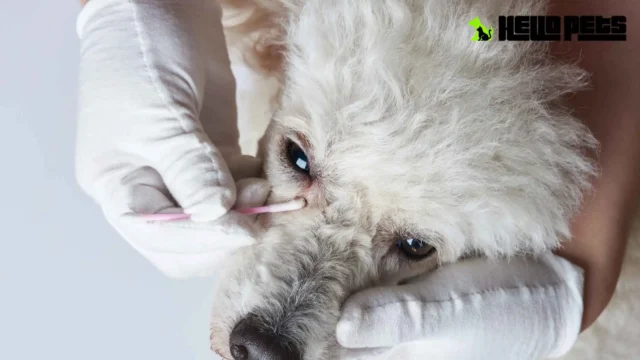 Dogs eye cleaning