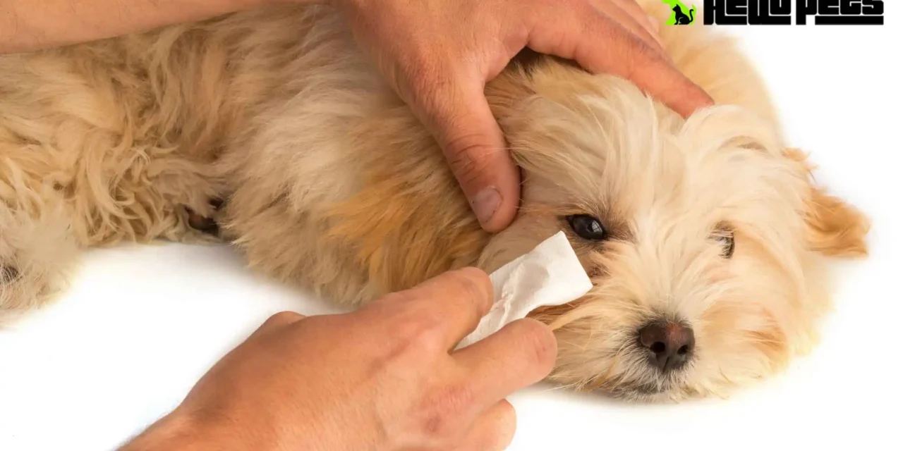 How to Clean Dog’s Eyes