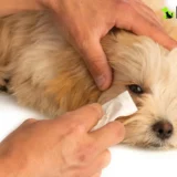 How to Clean Dog’s Eyes