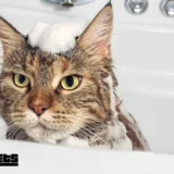 How to bathe a cat