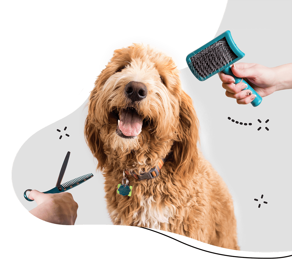 Bohemian Spaw Dog Groomer | Full Service & Deshedding | Lisle ... - YouTube